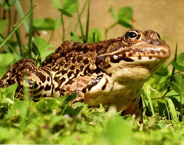 Frog Sitting Grass — Stock Photo, Image