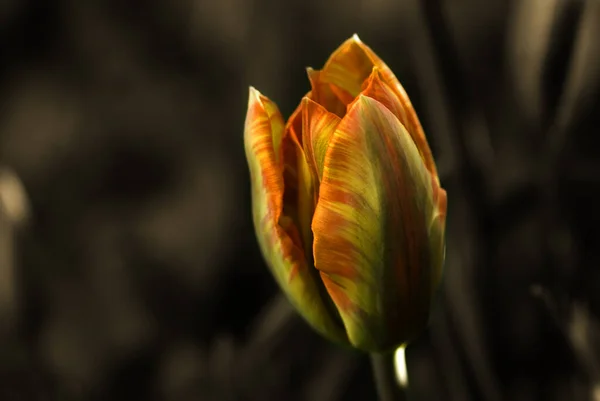 Vue Panoramique Belles Fleurs Tulipes — Photo