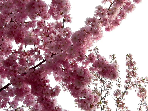 Квіти Вишневого Цвіту Дереві — стокове фото