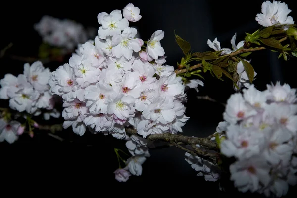 Vacker Botanisk Skott Naturliga Tapeter — Stockfoto