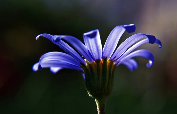 庭の青い花を閉じて — ストック写真