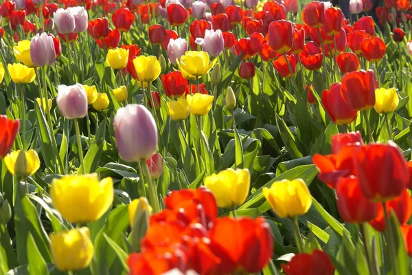 Belles Tulipes Fleurs Printanières — Photo