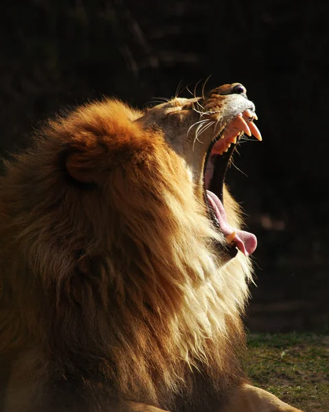 Predatore Animale Leone Fauna Selvatica — Foto Stock