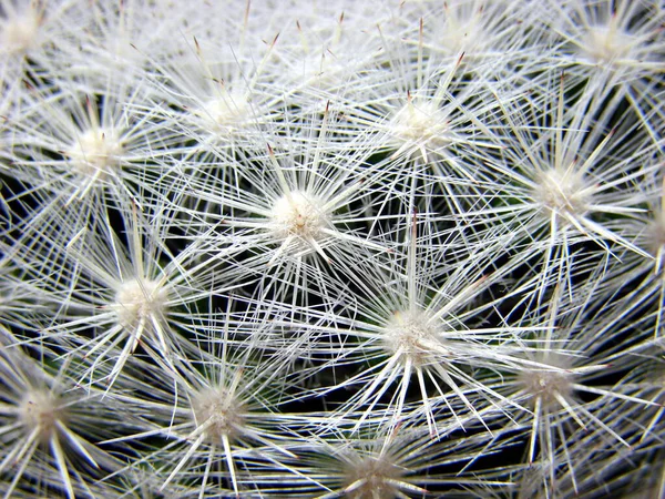 Tropische Naturpflanze Botanische Flora Kaktus — Stockfoto