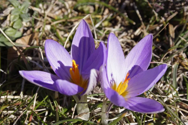 Płatki Kwiatów Krokusa Wiosenne Kwiaty — Zdjęcie stockowe