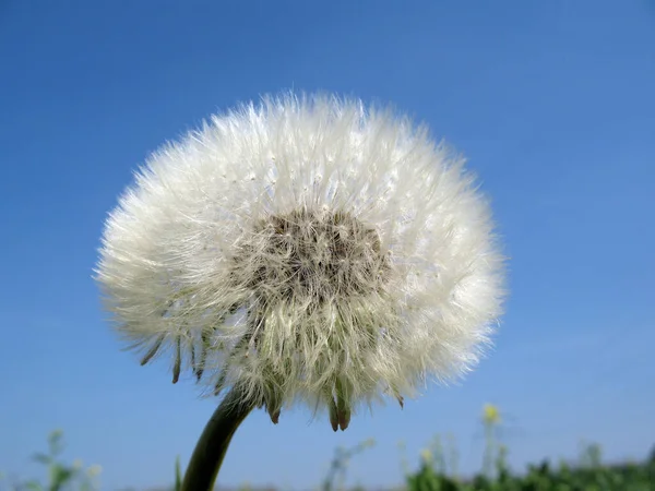 Taraxacum Ruderalia Löwenzahnblüte — Stockfoto