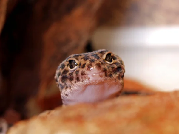 Lagarto Vida Silvestre Reptil — Foto de Stock