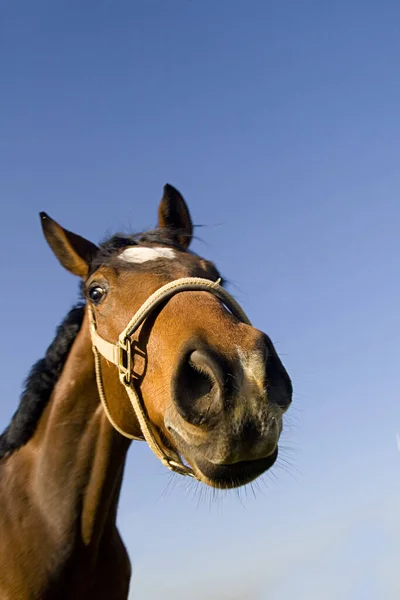 Lindo Caballo Naturaleza Salvaje — Foto de Stock