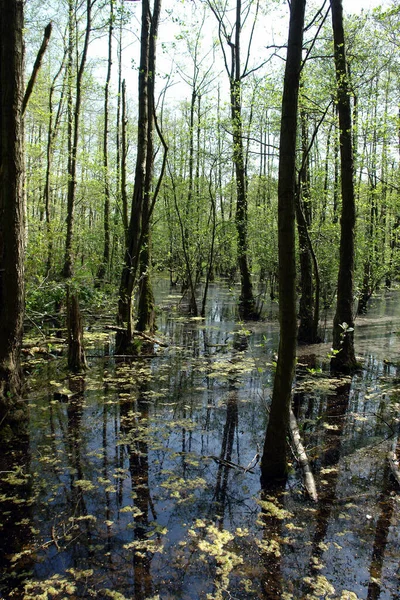 Blick Auf Einen Fluss Wald — Stockfoto