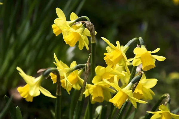 Nergis Narcissus Çiçek Yaprakları — Stok fotoğraf