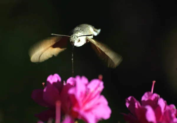 비둘기 Macroglossum Stellata — 스톡 사진