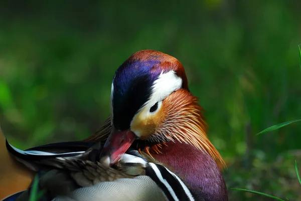 scenic view of beautiful bird at nature