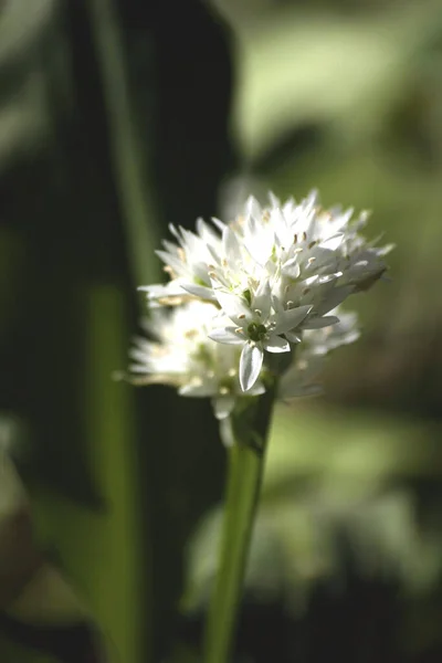 Ramsons Wilde Knoflook Allium Ursinum — Stockfoto