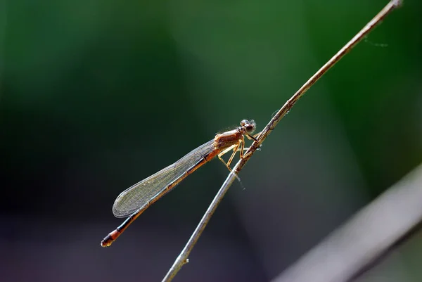 Nahaufnahme Von Wanzen Der Wilden Natur — Stockfoto