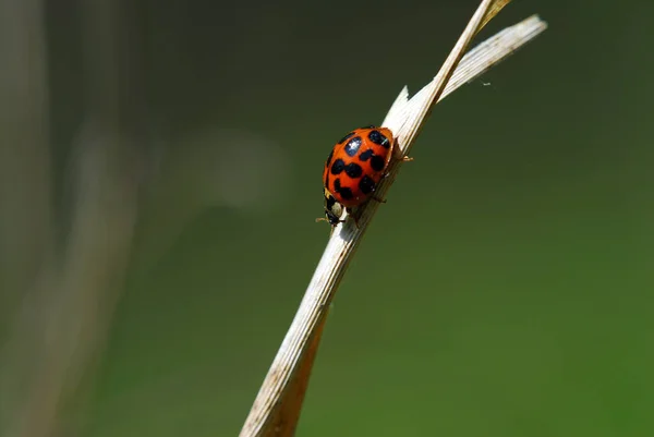 Mariquita Roja Sobre Una Hoja Verde — Foto de Stock