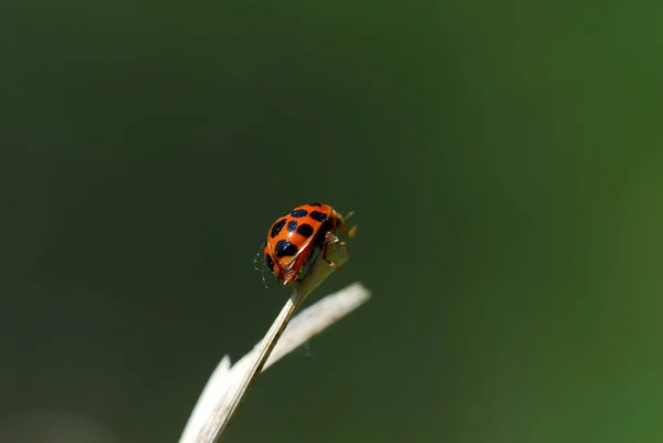 Lieveheersbeestje Een Bloem — Stockfoto