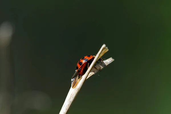 Gros Plan Scarabée Rouge Sur Une Feuille — Photo