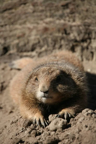 Prairie Dog Animals Fauna Género Cynomys Hamster —  Fotos de Stock