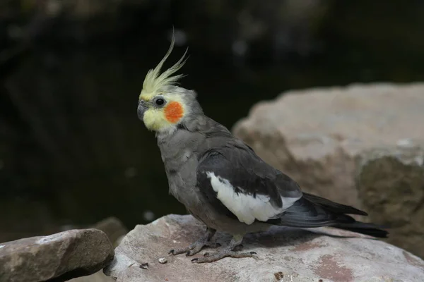Doğadaki Güzel Muhabbet Kuşu Manzarası — Stok fotoğraf