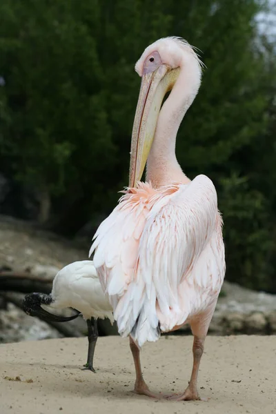 Närbild Djur Zoo — Stockfoto