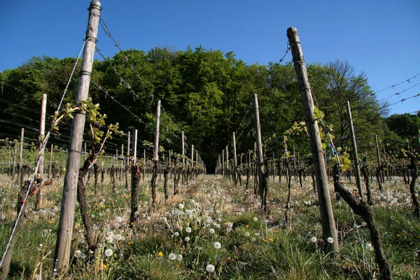 Uprawy Winnic Flora Wsi — Zdjęcie stockowe