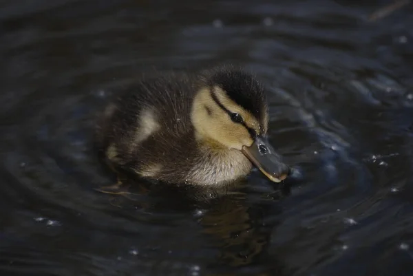 Vue Rapprochée Mignons Petits Canetons — Photo