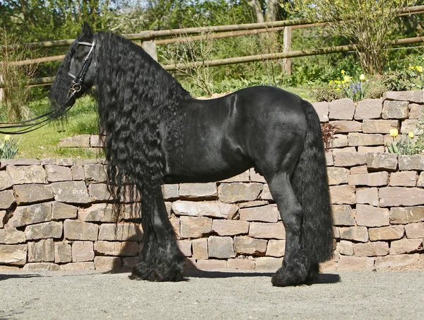 Dream Stallion His Breed Mane Monster — Stock Photo, Image