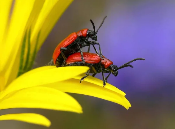 Close Bug Natureza Selvagem — Fotografia de Stock