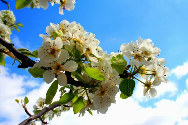 Hruškový Květ Květiny Stromě — Stock fotografie