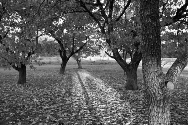 Herbstbäume Südfrankreich — Stockfoto