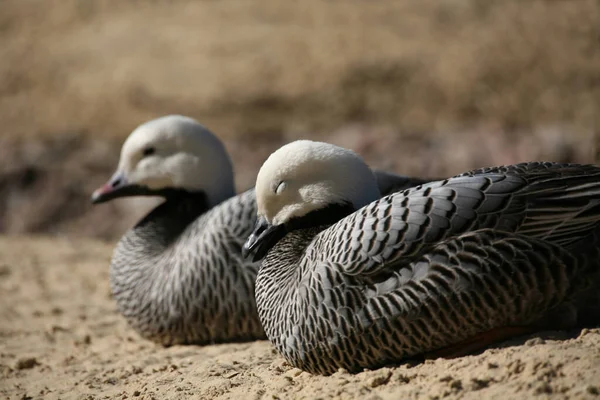 Imperial Geese Anser Canagicus — Stock Photo, Image