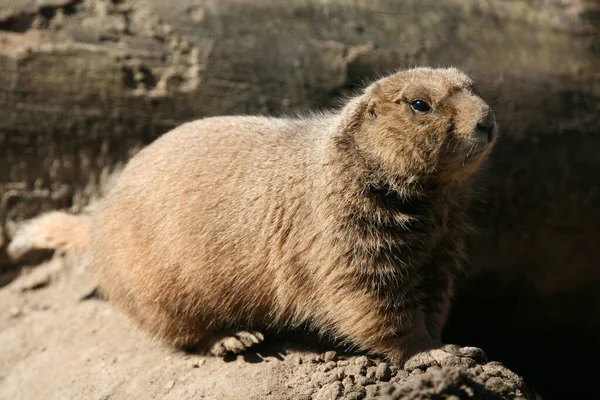 草原の犬の動物野生動物 ゲノムComysysハムスター — ストック写真