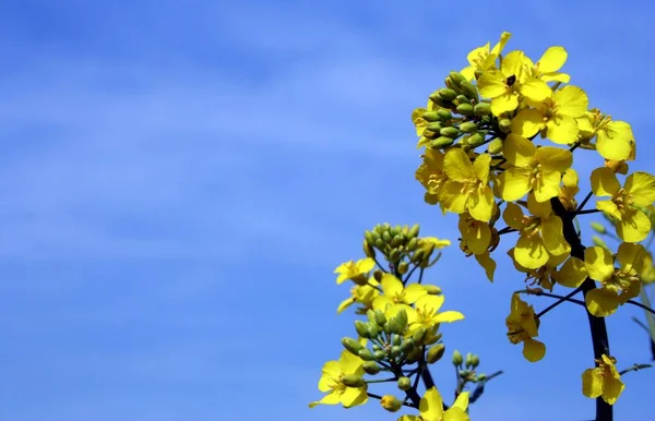 Schöne Blumen Blumiges Konzept Hintergrund — Stockfoto