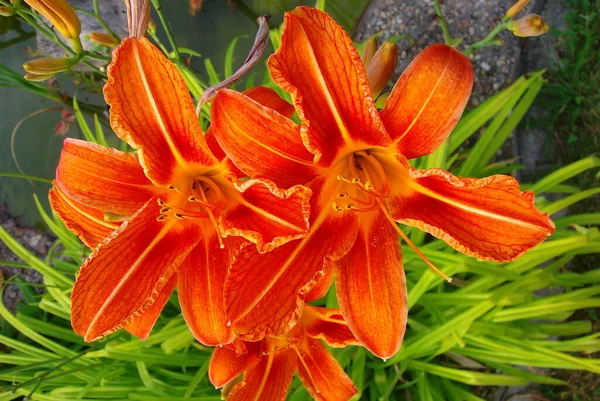 Vackra Blommor Blommigt Koncept Bakgrund — Stockfoto