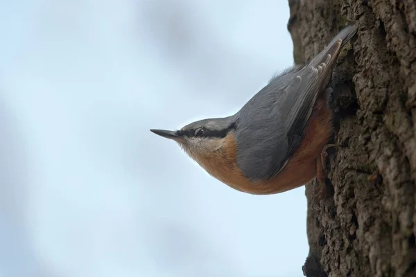 Kleiber Kleiner Passantenvogel — Stockfoto