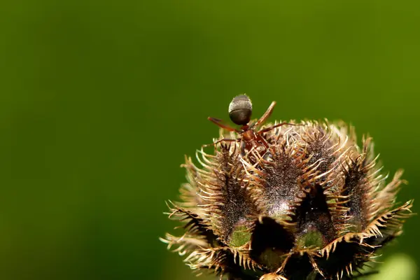 Hat Mir Nicht Gesagt Wonach Suchst — Stockfoto