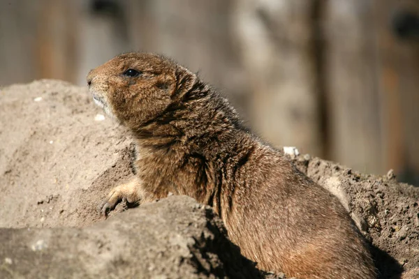 Primer Plano Los Animales Zoológico —  Fotos de Stock