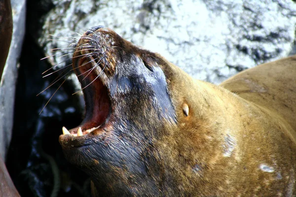 かわいいアシカ海の動物 — ストック写真