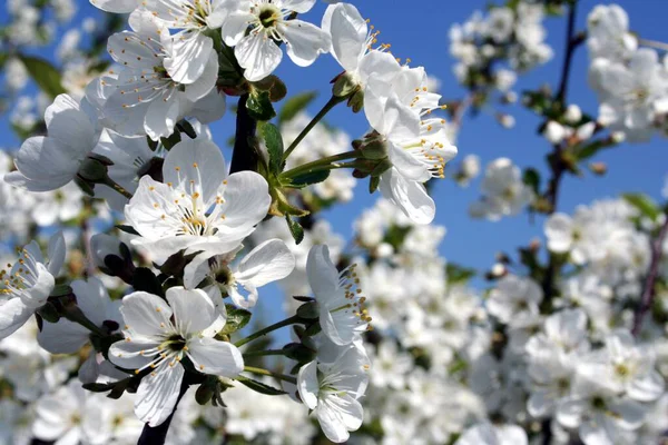 Blütenblätter Frühling — Stockfoto