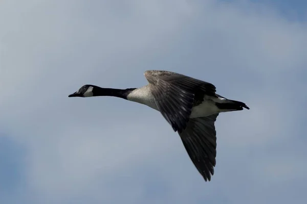 Vue Panoramique Bel Oiseau Nature — Photo