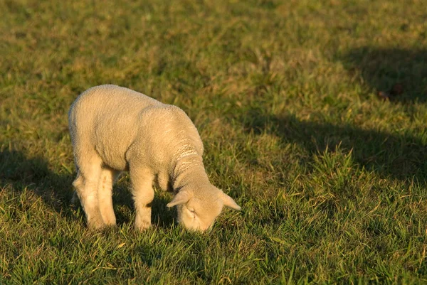 Lantbruksdjur Selektivt Fokus — Stockfoto