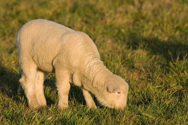 Ovelha Doméstica Pasto — Fotografia de Stock