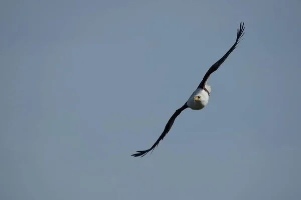 Vista Panorámica Hermoso Pájaro Naturaleza — Foto de Stock