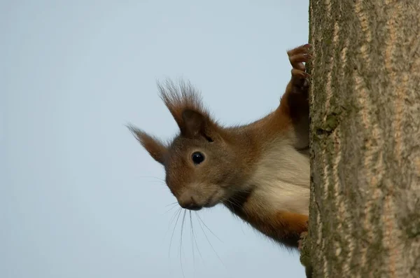 Eichhörnchen Entzückendes Nagetier — Stockfoto