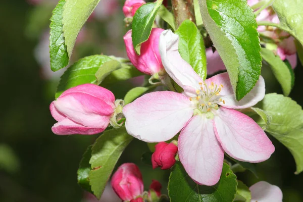 春のりんごの花や植物 — ストック写真