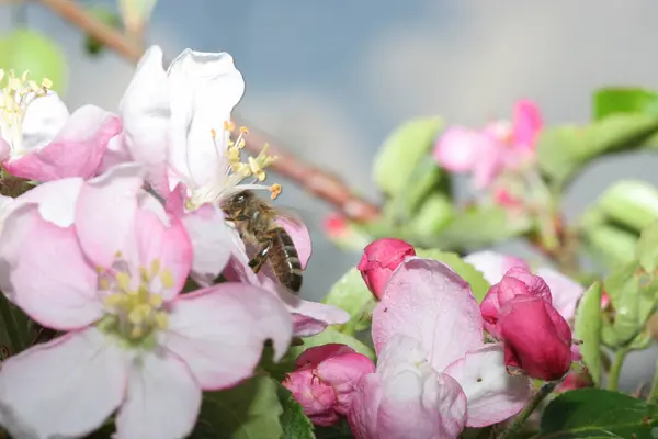 Äppelblomsträd Våren Flora Och Blommor — Stockfoto