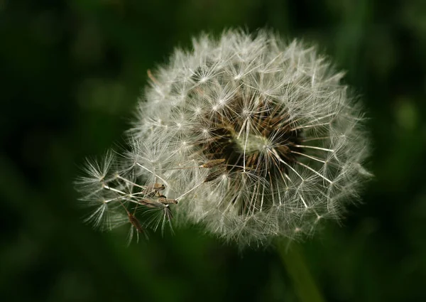 Piękne Botaniczne Ujęcie Naturalna Tapeta — Zdjęcie stockowe