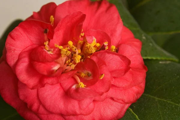 Camellia Japanica Документальний Фільм Про Цвітіння — стокове фото