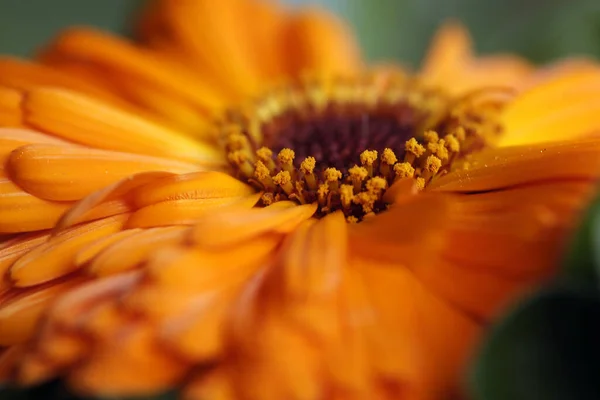 Flower Healing Effect — Stock Photo, Image