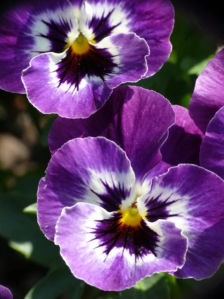 Belles Fleurs Pansy Flore Fleurs Jardin — Photo